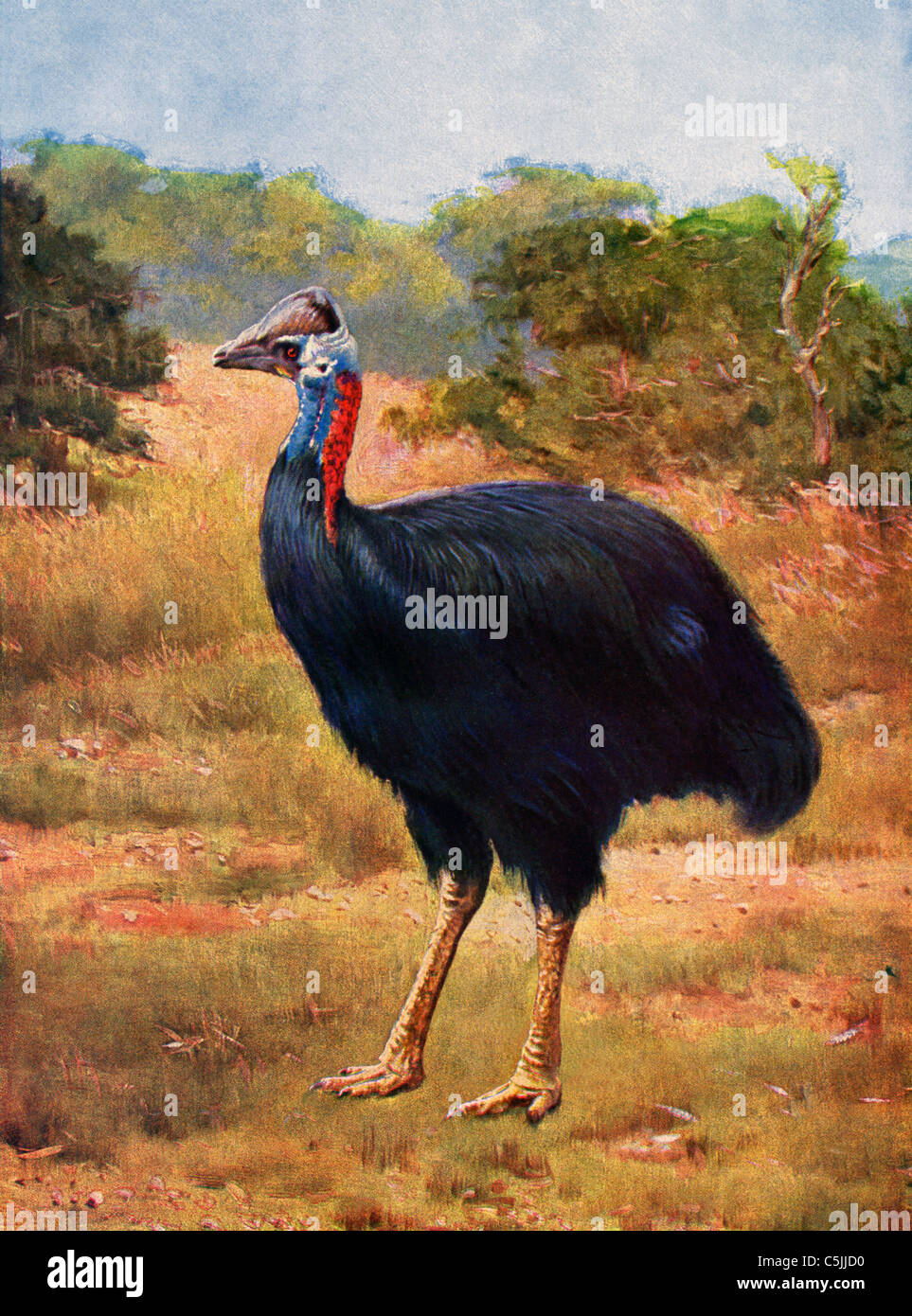 Il Casuario femmina, una specie di uccelli, è più grande del suo compagno e la sua colorazione è del pari la brillantezza. Foto Stock