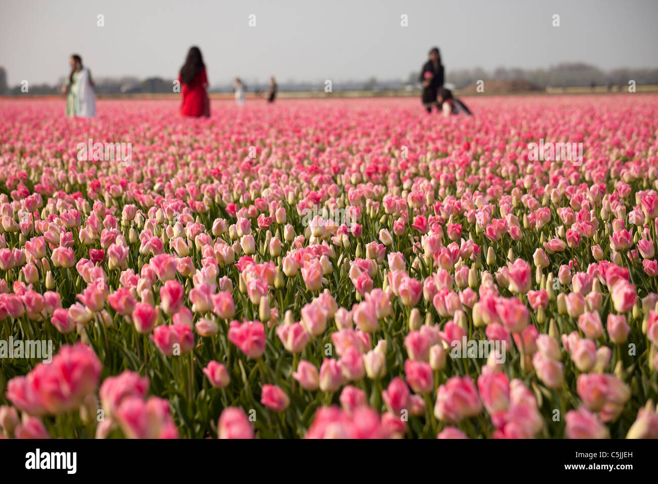 I turisti in una rosa in campo di tulipani (Tulipa), Keukenhof, Paesi Bassi, Europa Foto Stock