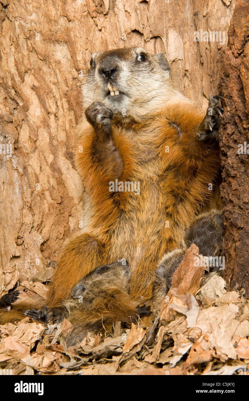 Madre di marmotta nordamericana Marmota monax internamente den con uno mese-vecchio Young America del Nord Foto Stock