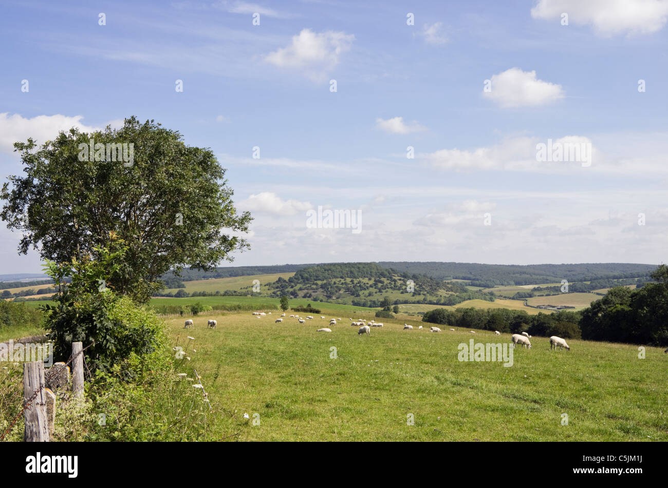 Paese di scena in South Downs Parco Nazionale di colline con pecore al pascolo in estate. Charlton Down Chichester West Sussex England Regno Unito Foto Stock