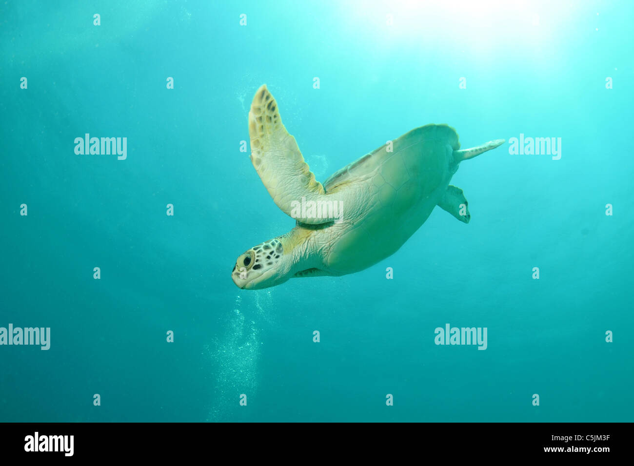 Tartaruga Verde nuoto sott'acqua Foto Stock