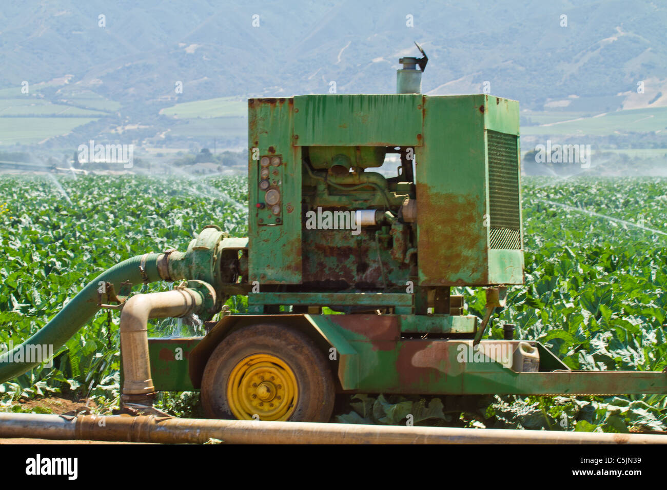 Allevamento nella Salinas Valley della California, Stati Uniti d'America Foto Stock