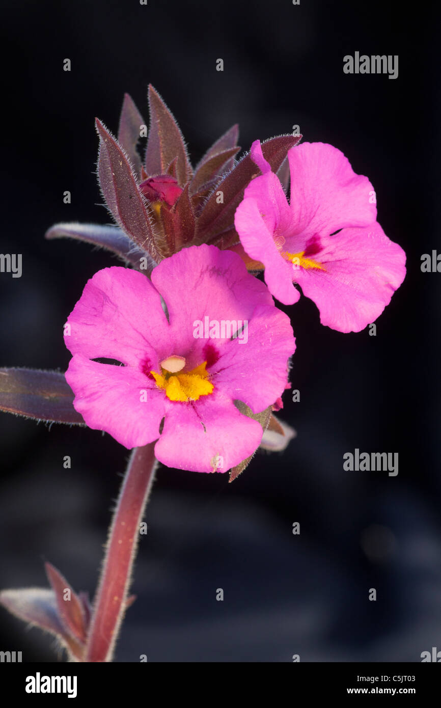 Yellow-Throat Monkeyflower, Anza-Borrego Desert State Park, California. Foto Stock