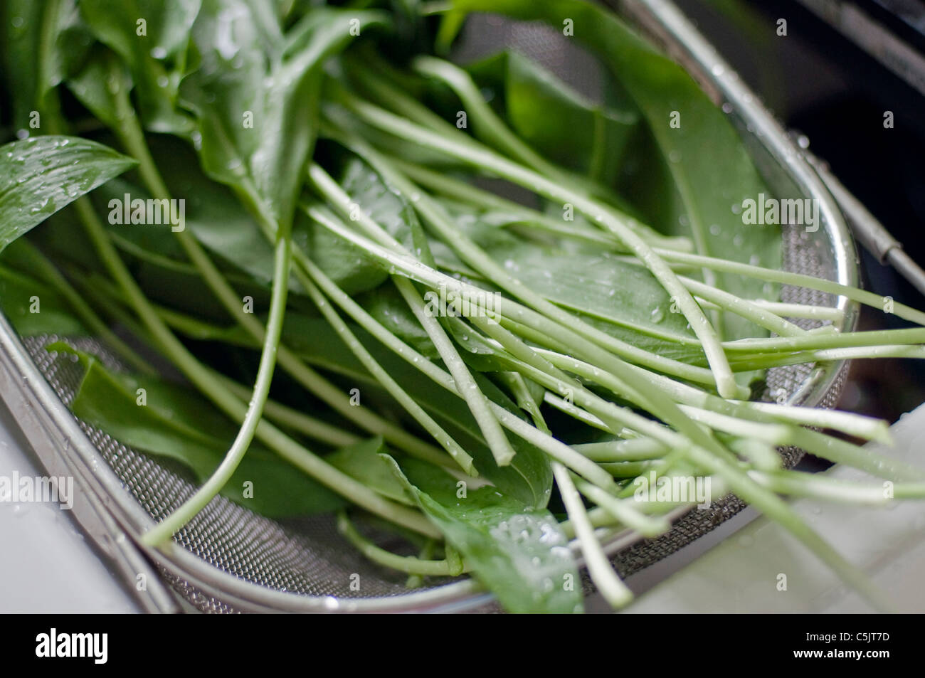 Rampe a.k.a. Ramsons o aglio selvatico in Inghilterra di essere lavati e preparati prima della cottura. Foto Stock