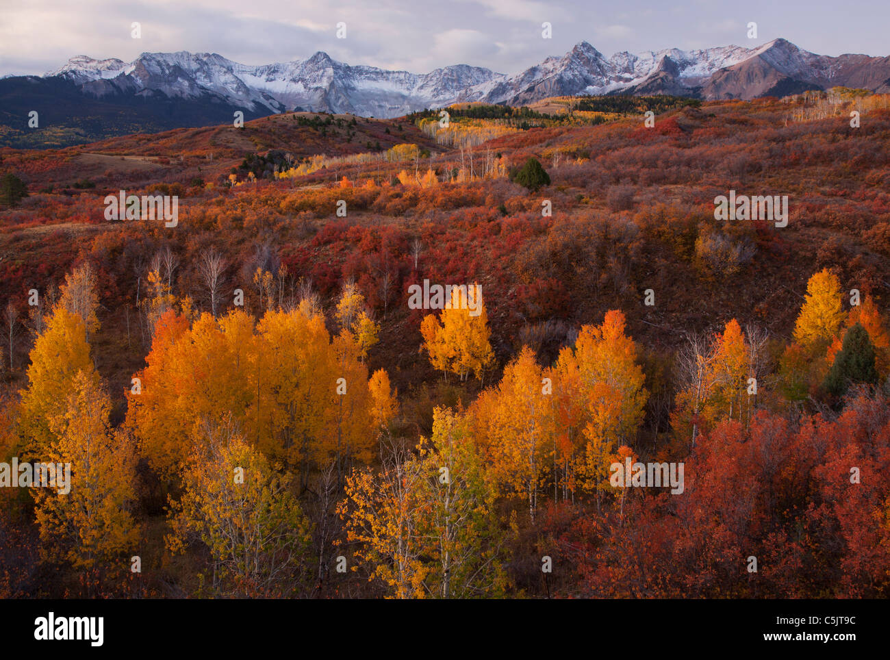 I colori autunnali e la gamma Sneffels, San Juan Mountains, Dallas dividere, Colorado. Foto Stock
