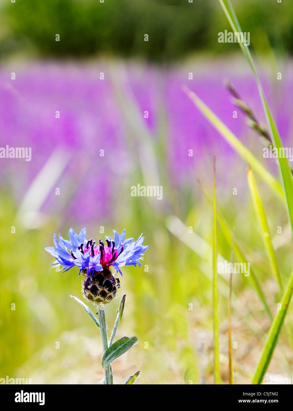 Thistle tipo blumo in Turchia in un campo di lavanda, strisciando con formiche giganti, hedgegrow, lungo erba, erba alta Foto Stock