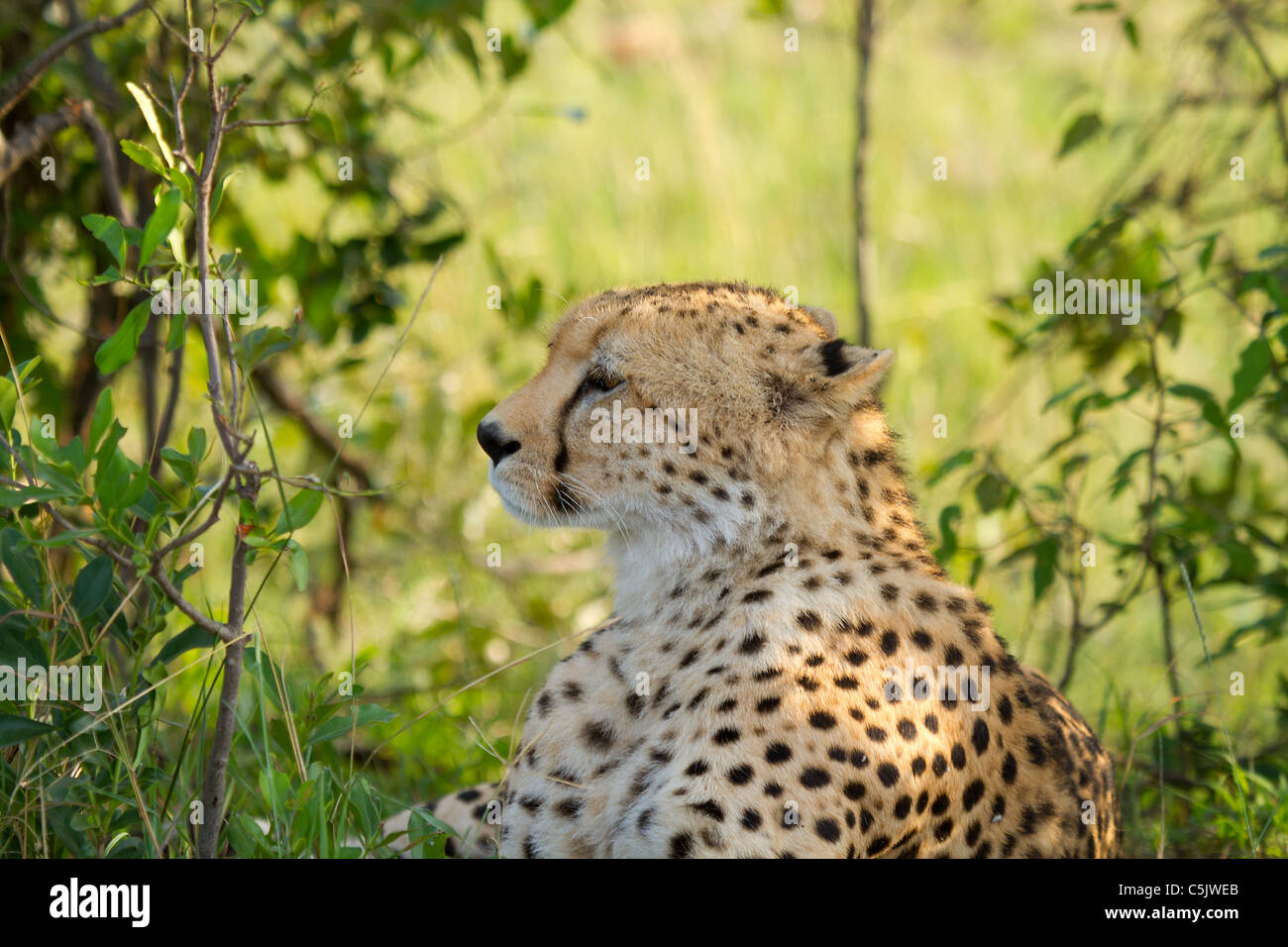 Primo piano della Cheetah sul terreno in wildlife Kenya Africa Foto Stock