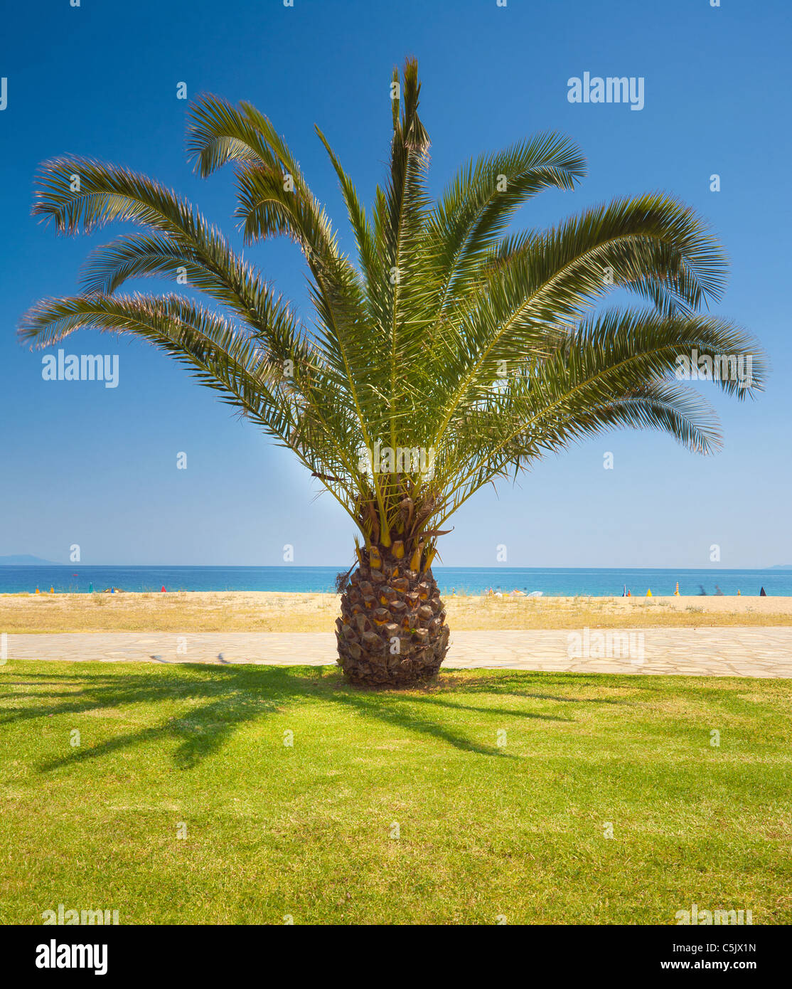 Un bellissimo albero di palma su una spiaggia, Grecia, Nea Vrasna, durante la stagione estiva. Foto Stock