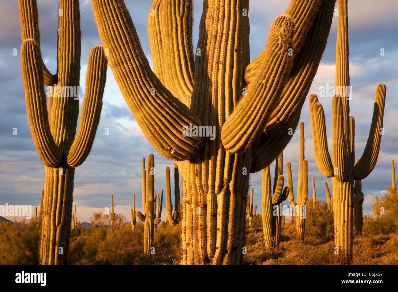 Cactus Saguaro, Tonto National Forest, a est di Phoenix, Arizona. Foto Stock