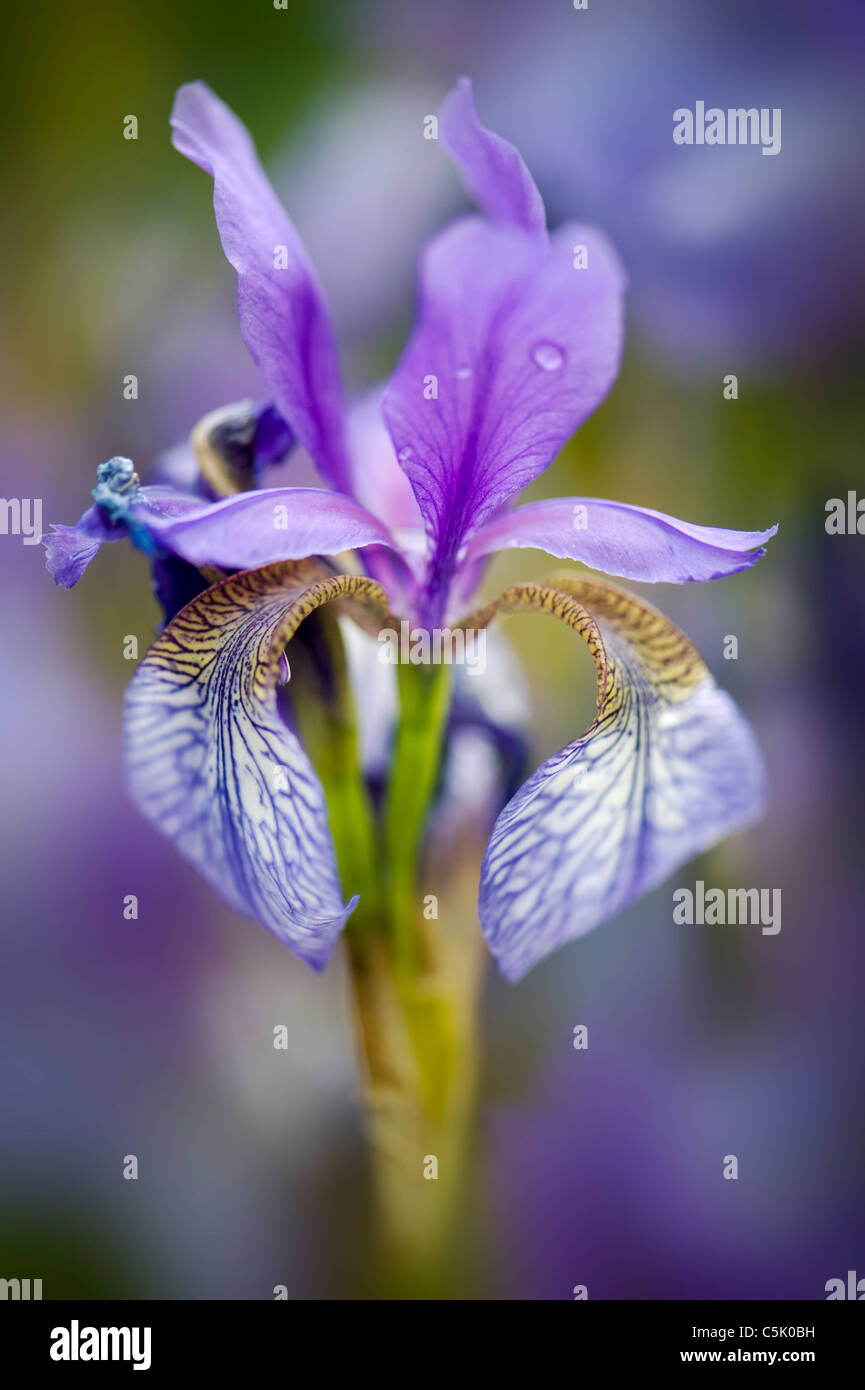 Iris sibirica - iris siberiano fiore Foto Stock