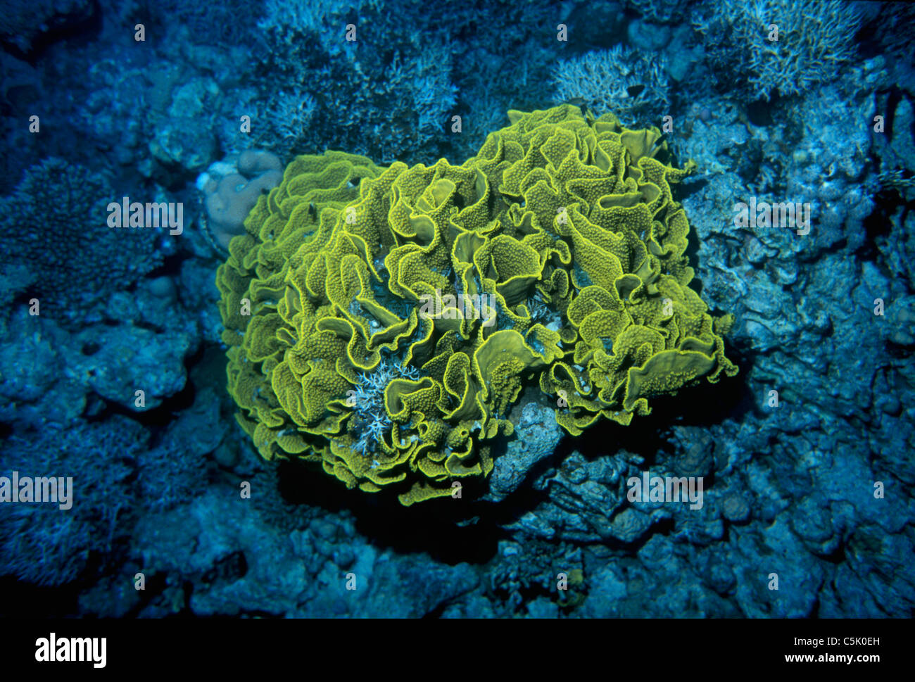 Giallo corallo lattuga, Turbinaria mesenterina, Mar Rosso, Egitto Foto Stock