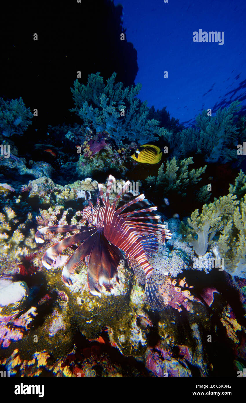 Leone (Pterois voliants) da coralli e Mar Rosso Racoon Butterflyfish (Chaetodon fasciatus) in background, Mar Rosso, Egitto Foto Stock