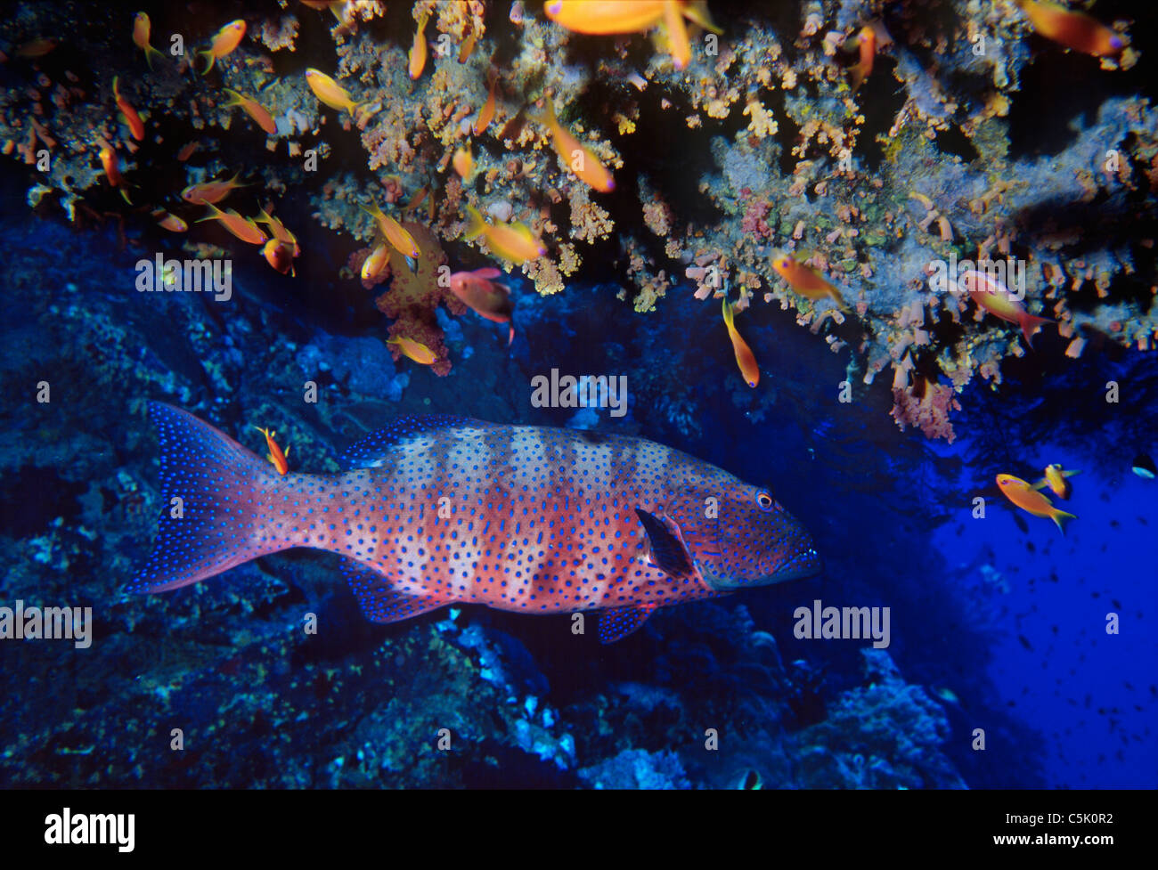 Stoppino coral raggruppatore, Plectropomus pessuliferus marisrubri (), con Scalefin, Anthias anthias squamipinnis, Mar Rosso, Egitto Foto Stock