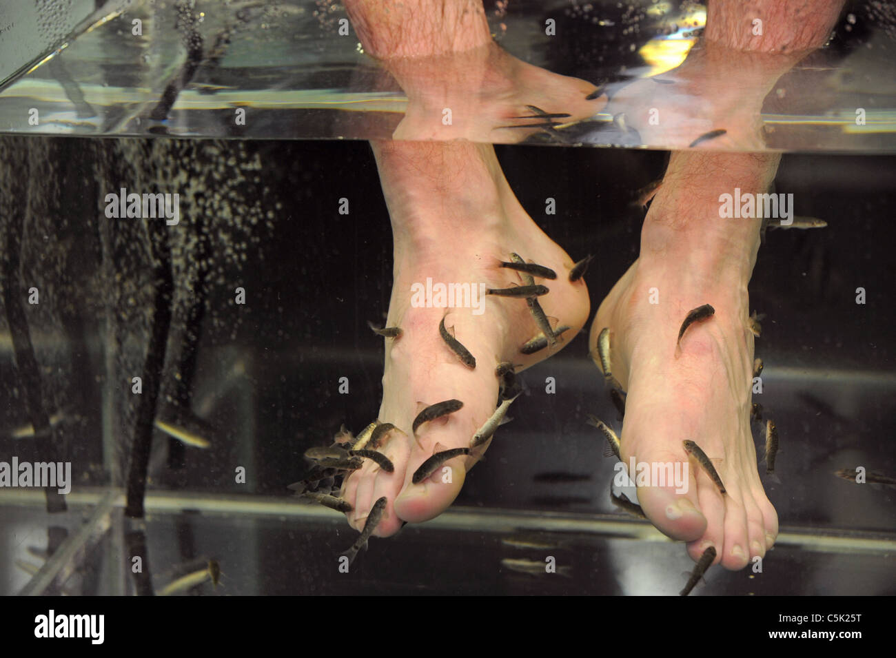 Garra Rufa nibble di pesce al via la pelle morta a piedi durante un trattamento piedi in una spa Foto Stock