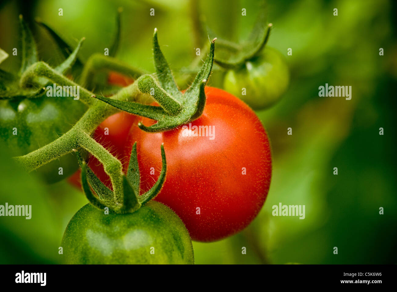 Rosso e verde Gardener delizia i pomodori maturando sulla vite in una serra britannica. Foto Stock