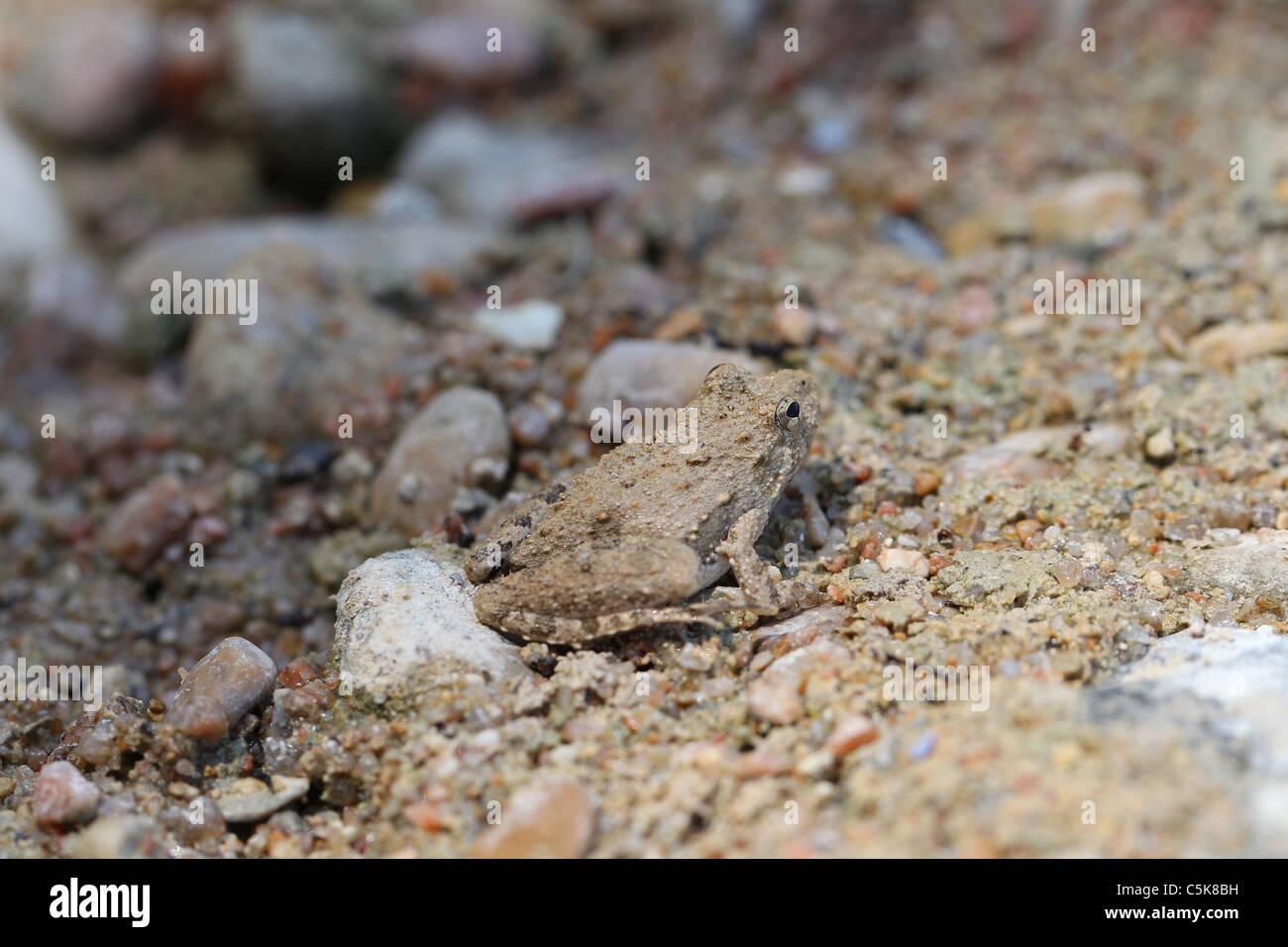 American Toad Bufo Americanus Foto Stock