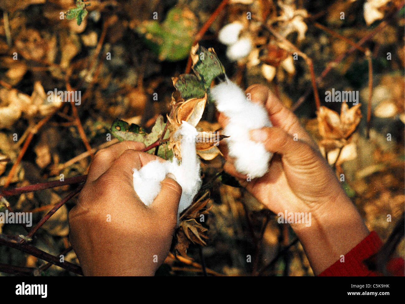 Yangiabad, Uzbekistan. Una ragazza di raccolti "oro bianco". Il cotone è stato il principale esportazione del paese poiché tempi sovietici Foto Stock