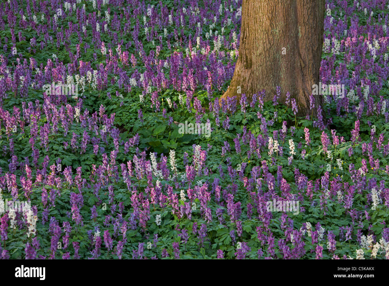 Hollowroot / bird-in-un-boccola / fumewort (Corydalis cava) fioritura nella foresta in primavera, Germania Foto Stock