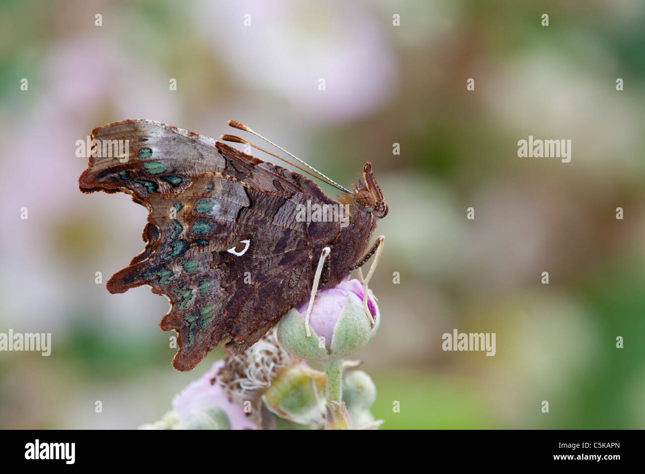 Virgola Butterfly; Polygonia c-album; underwing; Cornovaglia Foto Stock