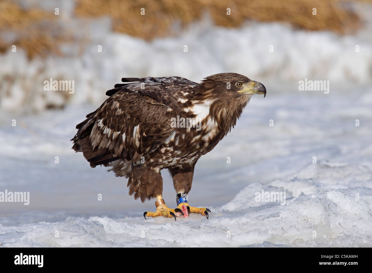 I giovani di colore bianco cerchiati-tailed Eagle / Sea Eagle / Erne (Haliaeetus albicilla) trasportano bande di colore sulle gambe in inverno, Germania Foto Stock