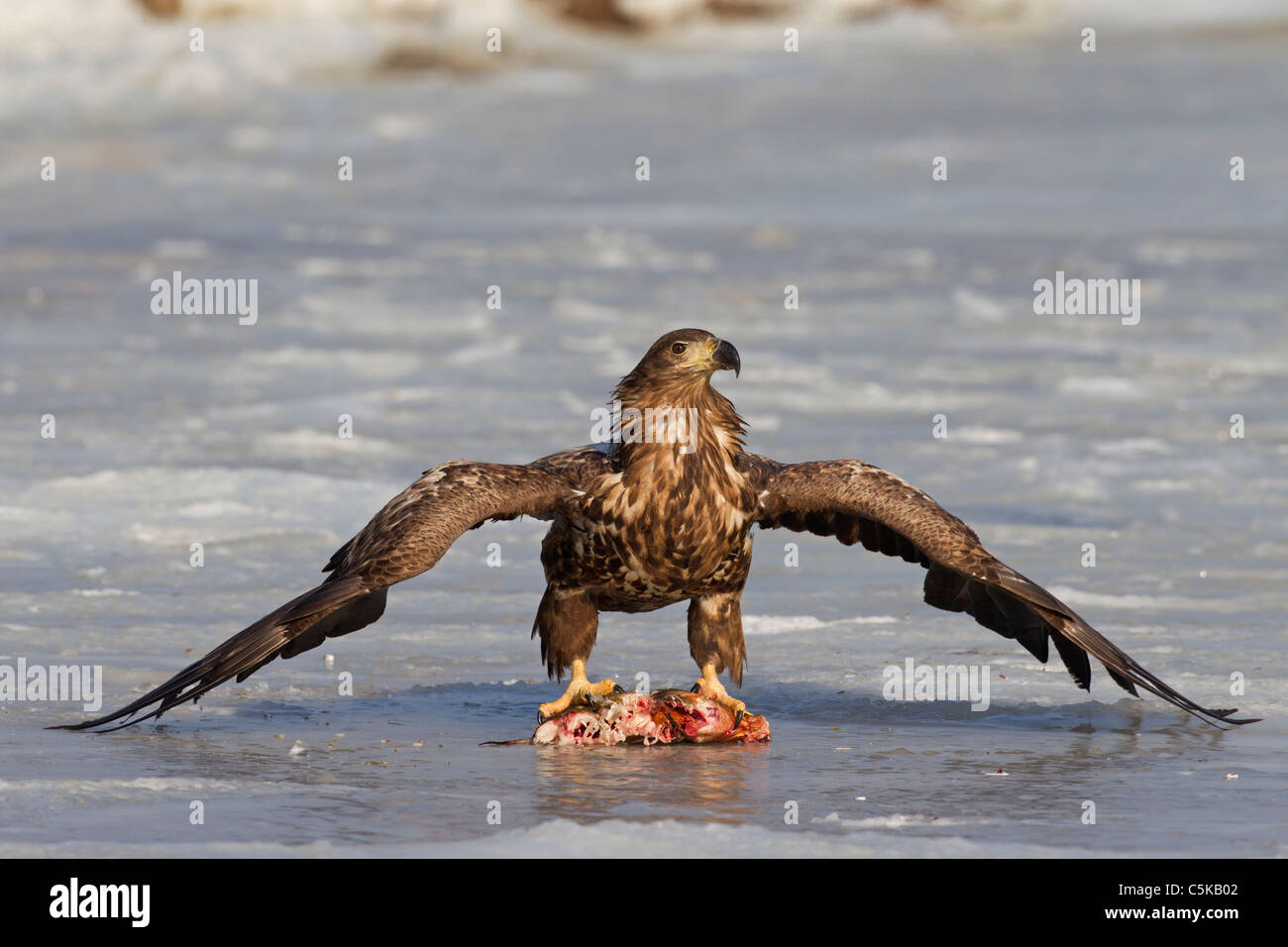 I capretti bianco-tailed Eagle / Sea Eagle / Erne (Haliaeetus albicilla) con pesce sul lago ghiacciato in inverno, Germania Foto Stock