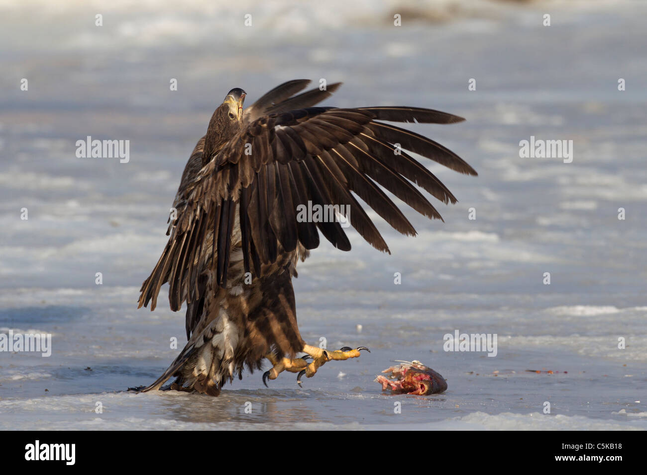 I capretti bianco-tailed Eagle / Sea Eagle / Erne (Haliaeetus albicilla) lo sbarco di pesce sul lago ghiacciato in inverno, Germania Foto Stock