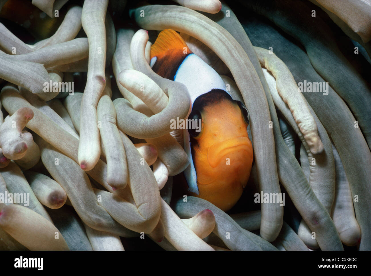 Una relazione simbiotica Two-Band Clownfish (Amphiprion bicinctus), nasconde nella protezione di un anemone marittimo di tentacoli. Egitto, Mar Rosso Foto Stock