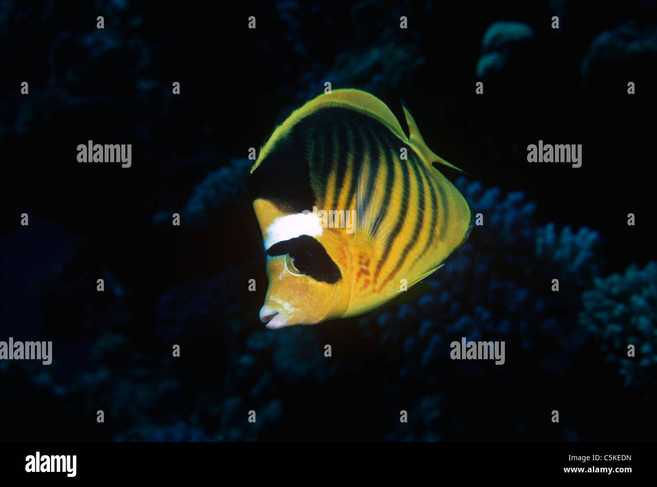 Diagonale (Butterflyfish Chaetodon fasciatus), noto anche come le strisce Butterflyfish. Penisola del Sinai, Egitto, Mar Rosso Foto Stock