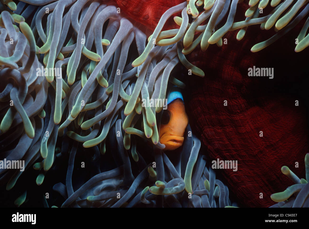 Una relazione simbiotica Two-Band Clownfish (Amphiprion bicinctus), nasconde nella protezione di un anemone marittimo di tentacoli. Egitto, Mar Rosso Foto Stock