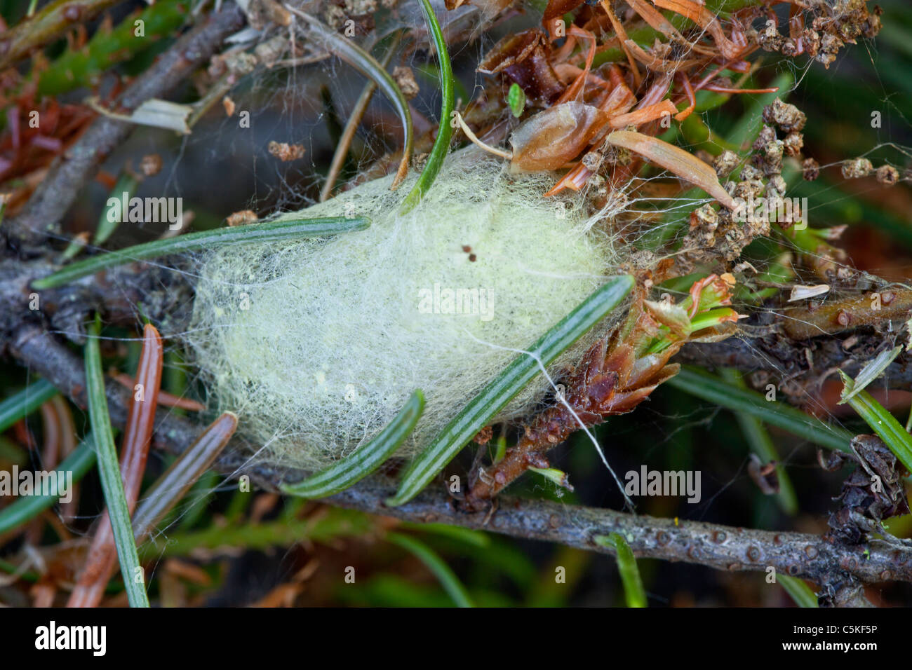 Cocoon dell'tussock Moth, Foto Stock