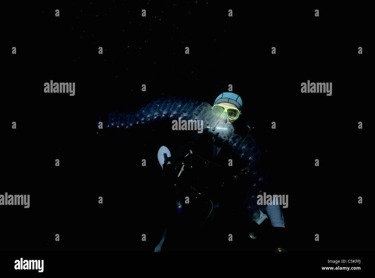 Sommozzatore ispeziona Salp catena (Thalia democrática) di notte ad una profondità di 30 metri in mare aperto. Egitto, stretto di Tiran, Mar Rosso Foto Stock