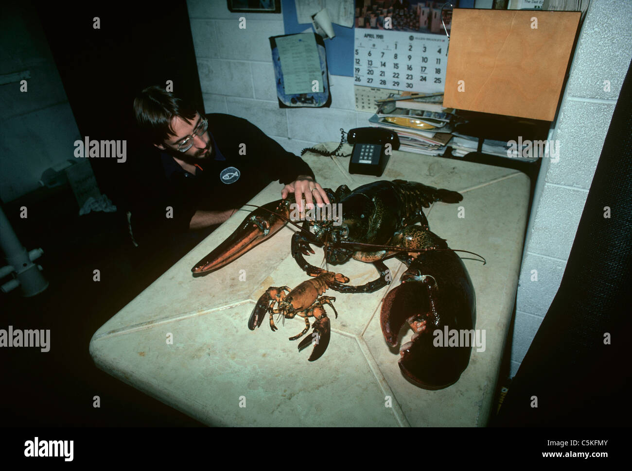 Uno scienziato confrontando un 35 pound American Astici (Homarus americanus) ad una più piccola aragosta. New England Aquarium, STATI UNITI D'AMERICA Foto Stock