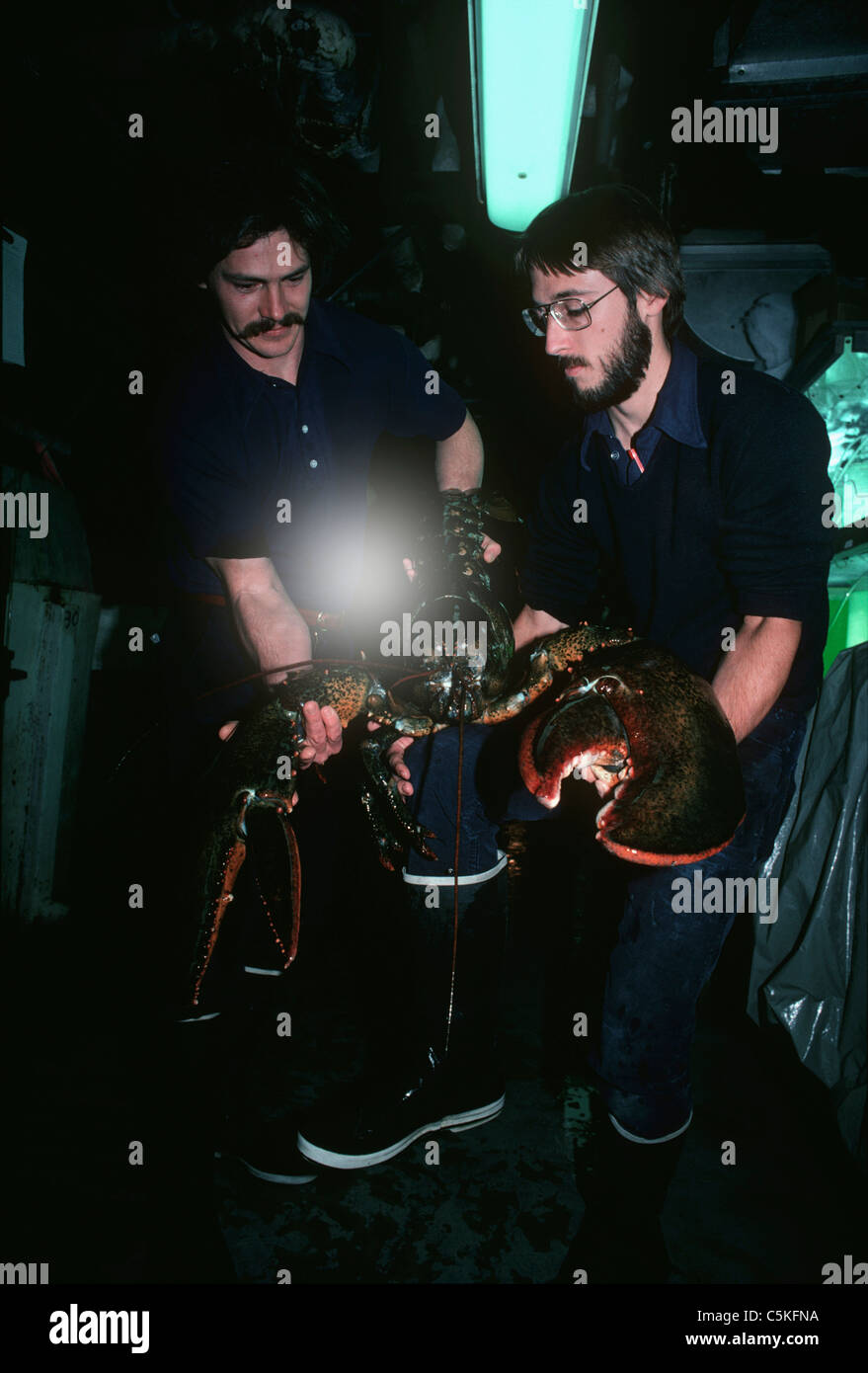 Due scienziati tenendo un 35 pound American Astici (Homarus americanus). New England Aquarium di Boston, Massachusetts, STATI UNITI D'AMERICA Foto Stock