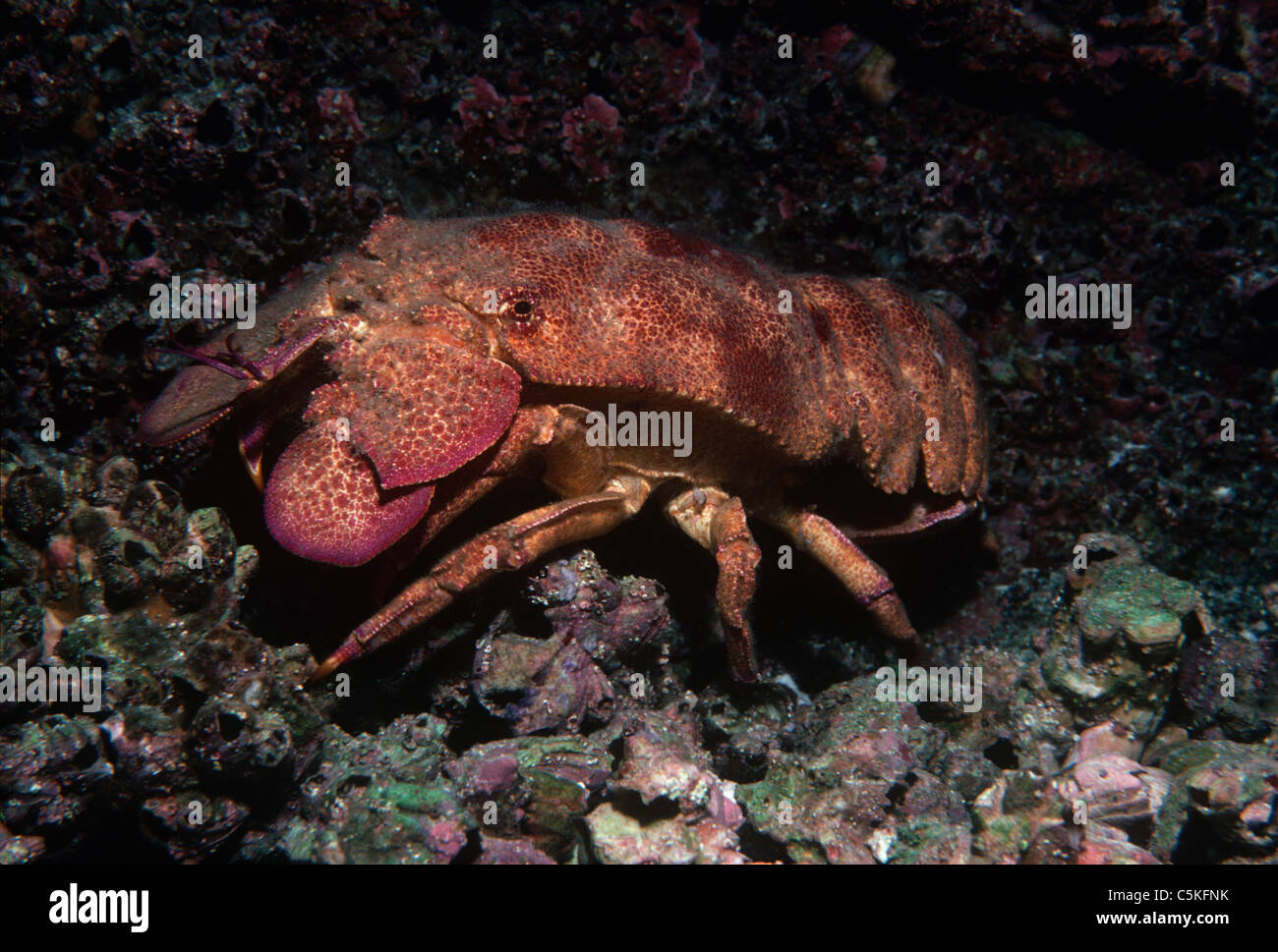 Pantofola aragosta (Scyllarides astori scavenging) sul fondo. Isole Galapagos, Ecuador, Oceano Pacifico. Foto Stock