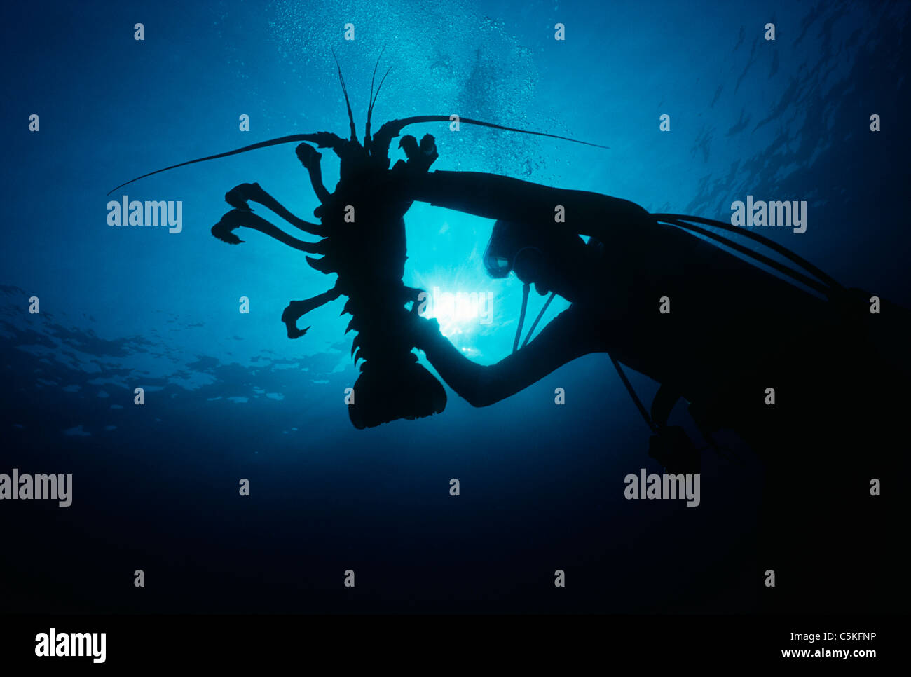 Sommozzatore tenendo un gigante California Aragosta (Palinuridae). Southern California, Stati Uniti d'America - Oceano Pacifico Foto Stock