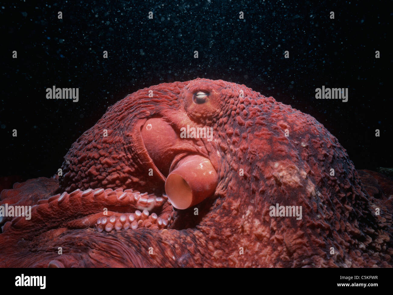 Pacifico gigante polpo (Enteroctopus dofleini) esplorare lungo il fondo dell'oceano. Columbia Britannica (Canada) - Nord Oceano Pacifico. Foto Stock