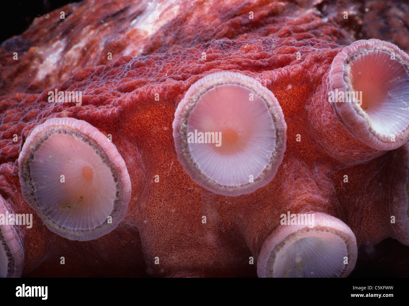 Ventose sui bracci di un gigante del Pacifico (Octopus Enteroctopus dofleini). La British Columbia, Canada - Oceano Pacifico settentrionale Foto Stock