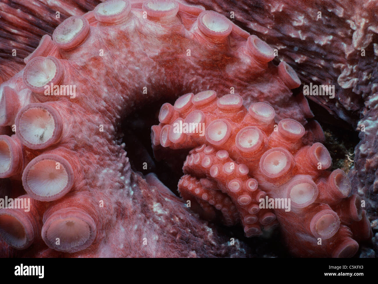 Ventose sui bracci di un gigante del Pacifico (Octopus Enteroctopus dofleini). La British Columbia, Canada - Oceano Pacifico settentrionale Foto Stock