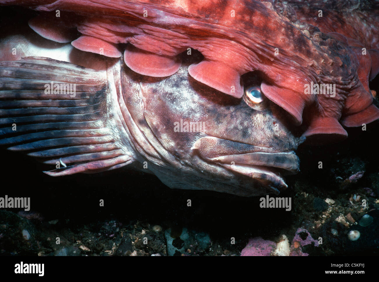 Pacifico gigante polpo (Enteroctopus dofleini) mangia Cabazon (Scorpaenichthys marmoratus). Columbia britannica Foto Stock