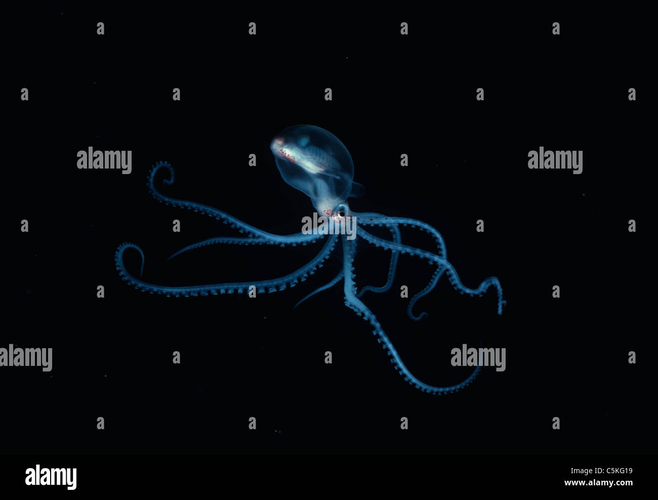 Pesca pelagica polpo (Tremoctopus tendente al violaceo) in oceano aperto durante la notte. Egitto - Mar Rosso Foto Stock