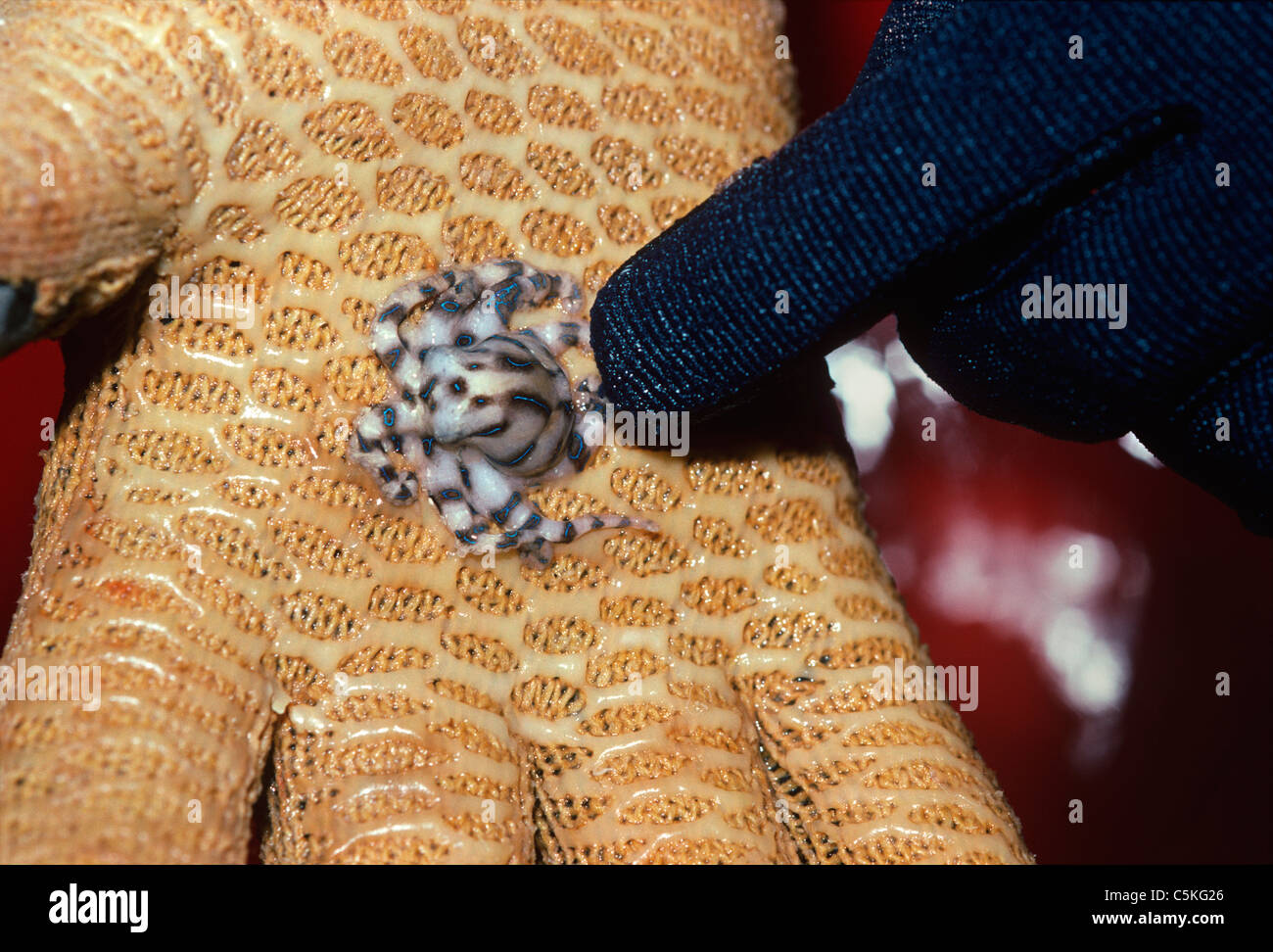 Scienziato tenendo un velenoso Blue-Ringed polpo (Hapalochlaena maculosa). Australia orientale - Oceano Pacifico Foto Stock