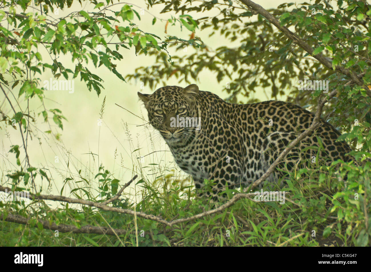 African leopard nasconde nella boccola, il Masai Mara, Kenya Foto Stock
