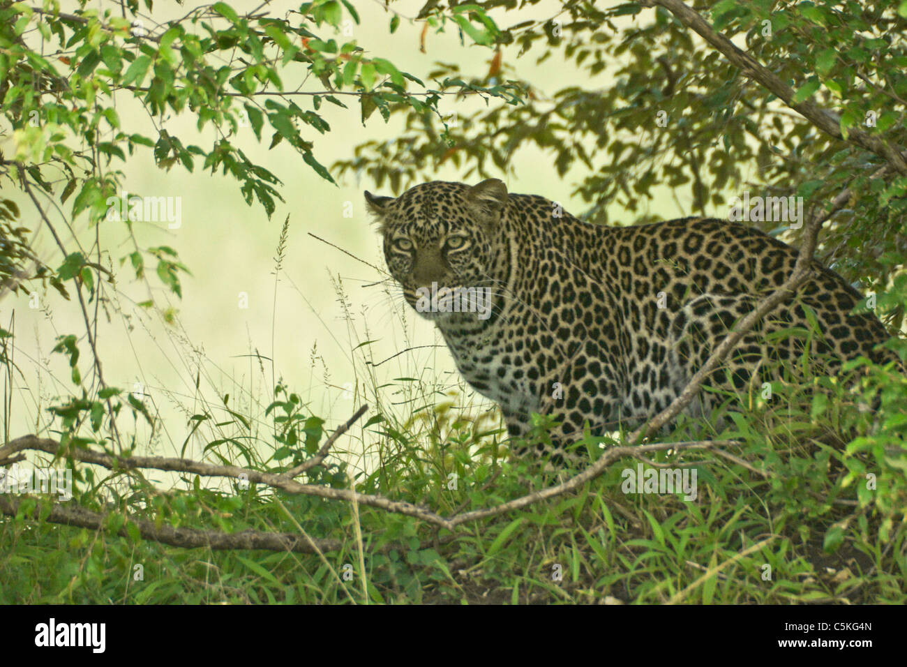 African leopard nasconde nella boccola, il Masai Mara, Kenya Foto Stock