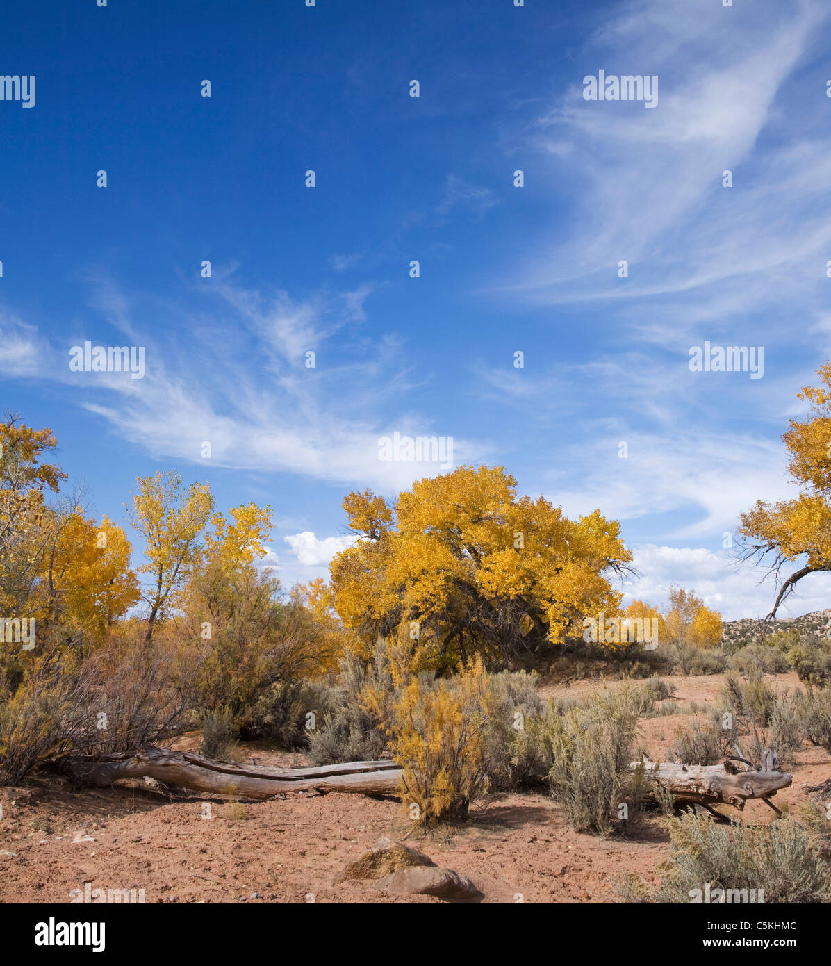 Giallo alberi pioppi neri americani nel deserto dello Utah. Foto Stock