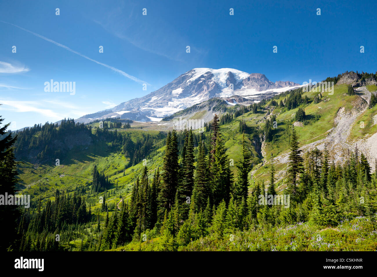 Mount Rainier e alberi di Washington (USA) Foto Stock