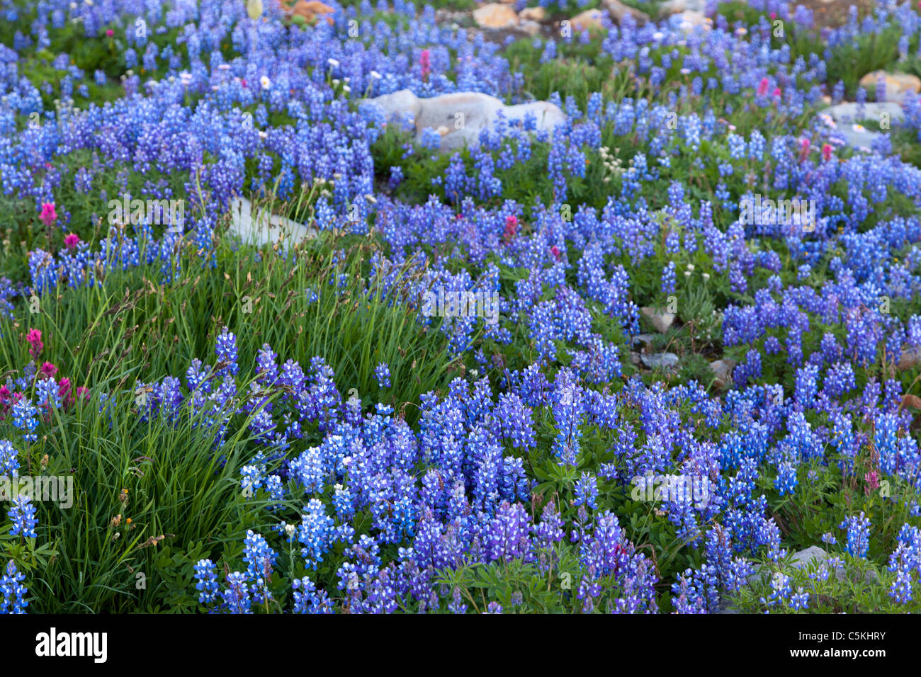 Wild Fiori di lupino presso il Parco Nazionale del Monte Rainier Washington STATI UNITI D'AMERICA Foto Stock