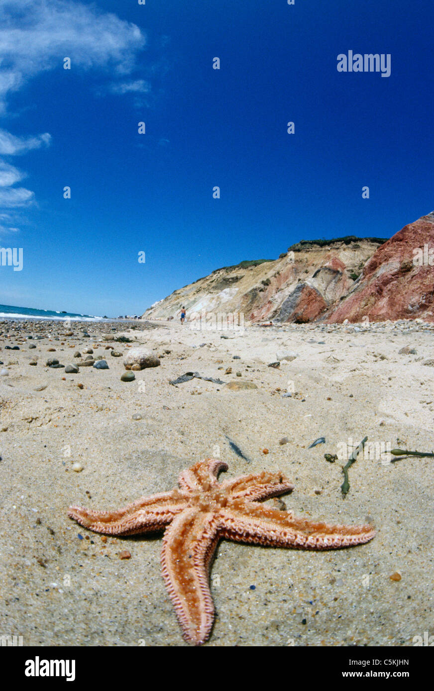 Starfish di scogliere, Gay-testa, MA Foto Stock