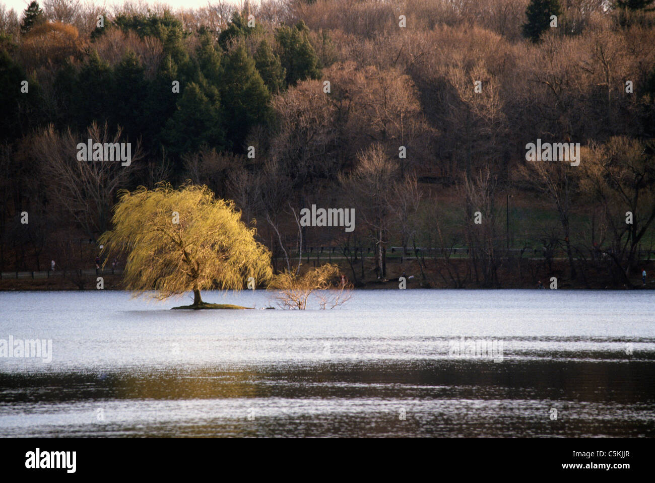 Singolo golden tree in stagno, serbatoio vicino chestnut Hill, MA Foto Stock