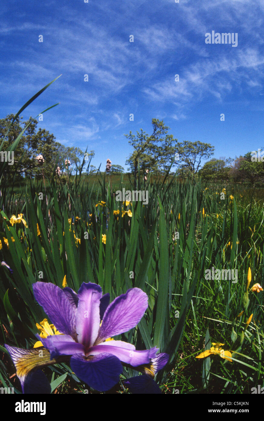 Iris e farm, Chilmark, MA Foto Stock