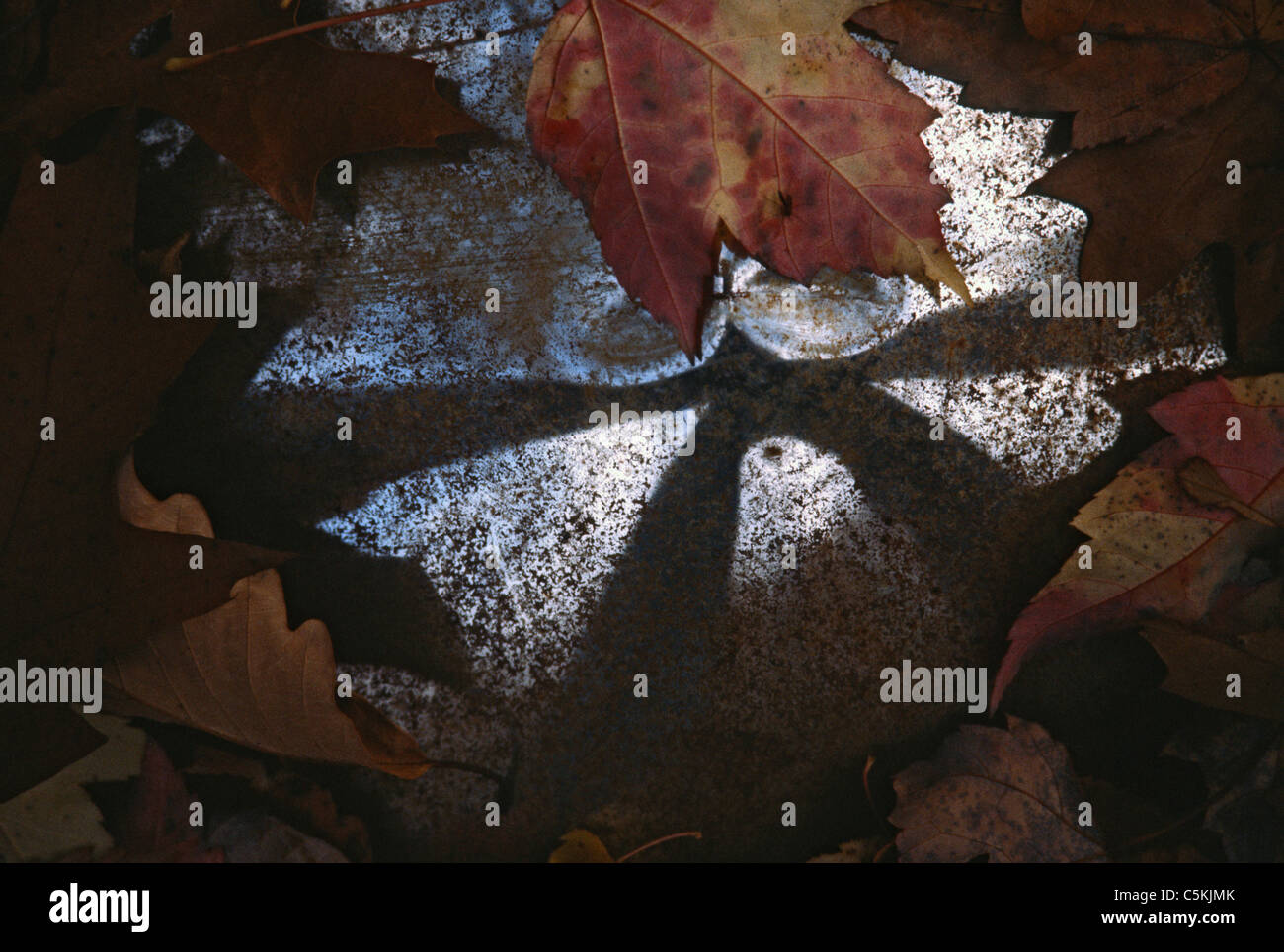 La borchia in foglie, New Paltz, NY Foto Stock